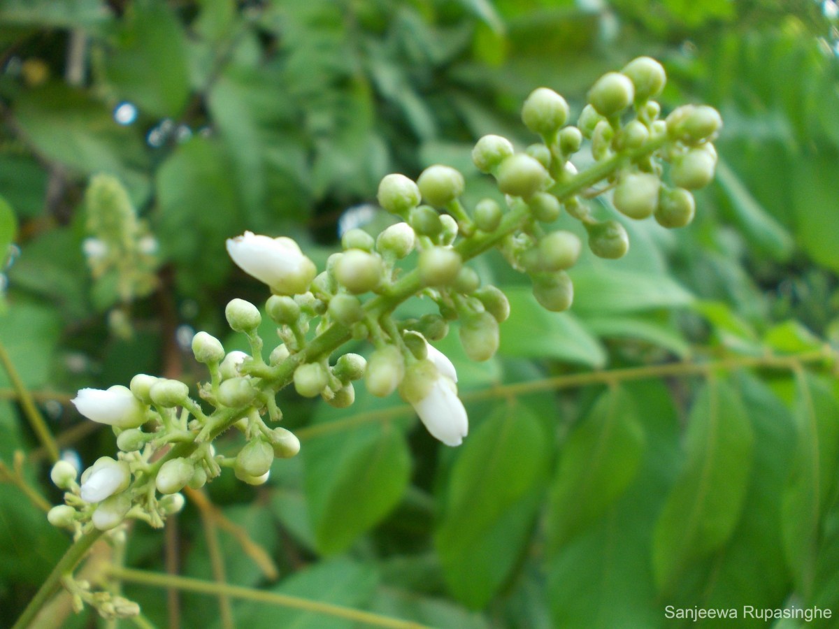 Lepisanthes rubiginosa (Roxb.) Leenh.